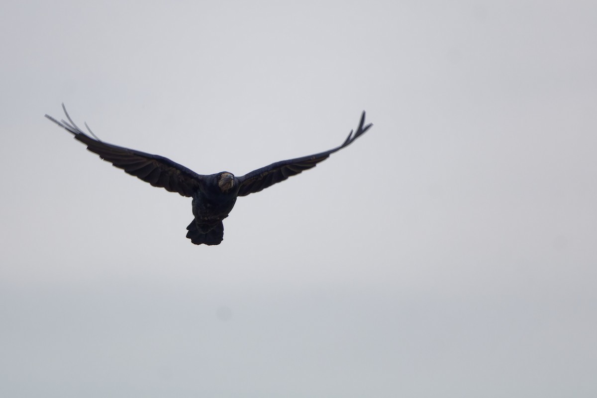 Corbeau freux - ML645452798