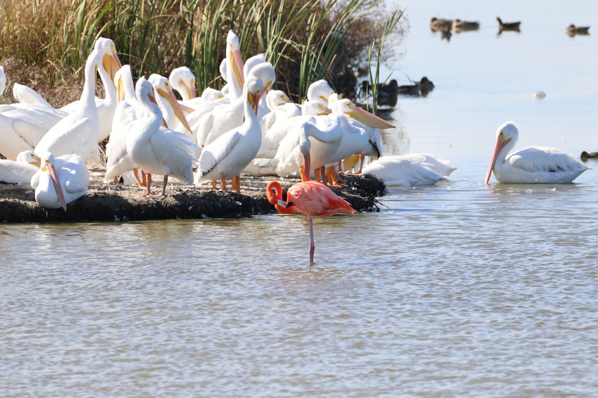 American Flamingo - ML645452802