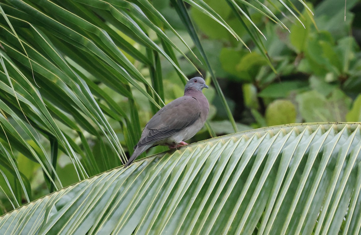 Pale-vented Pigeon - ML645452804