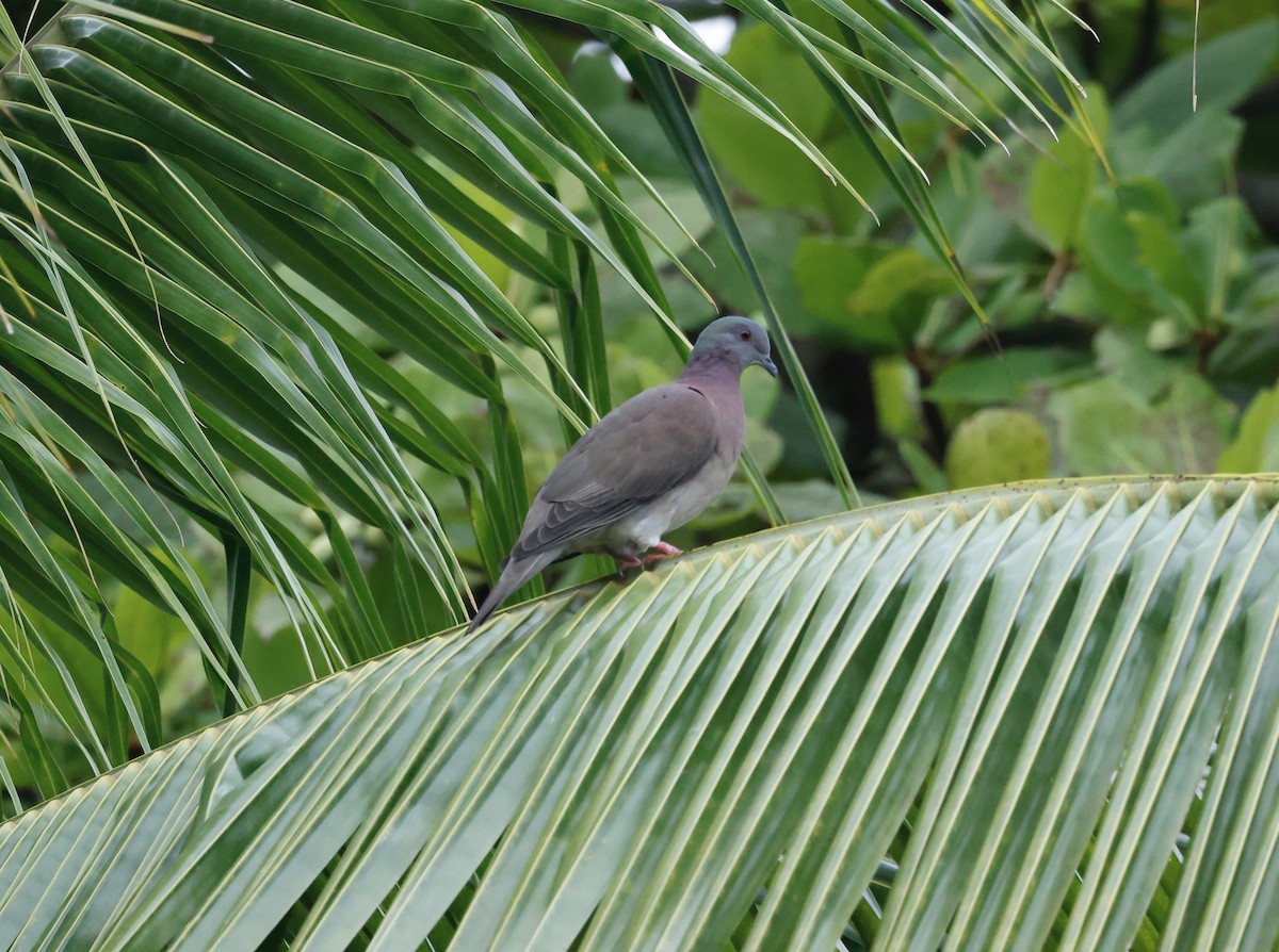 Pale-vented Pigeon - ML645452805