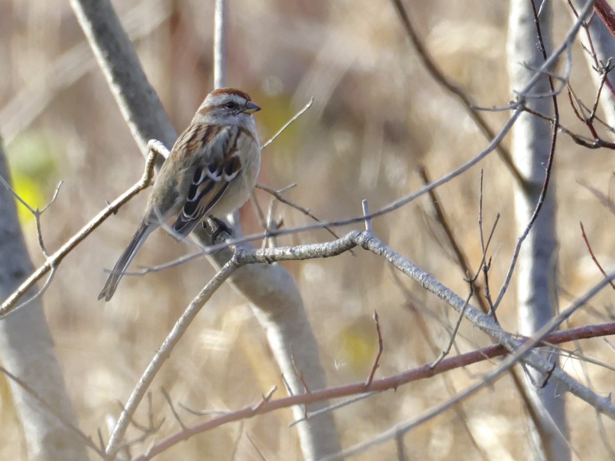 American Tree Sparrow - ML645452828