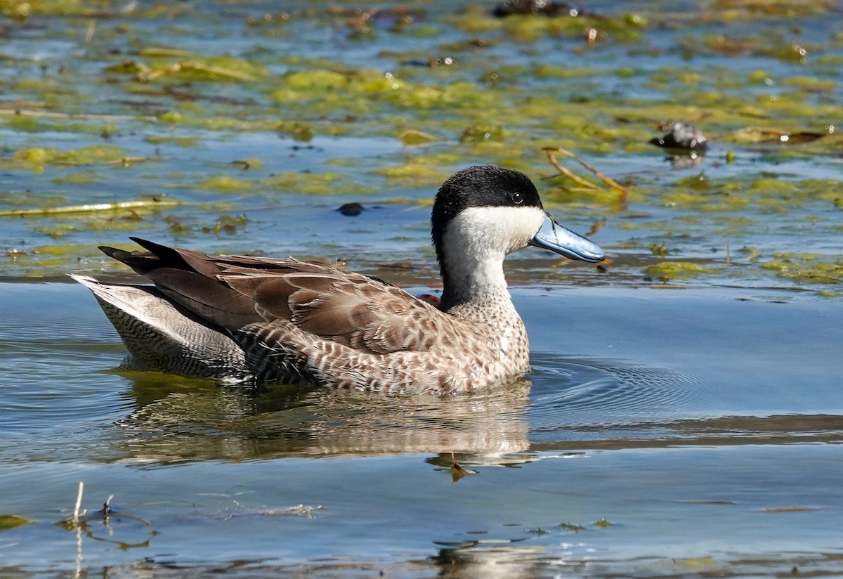 Puna Teal - ML645452829