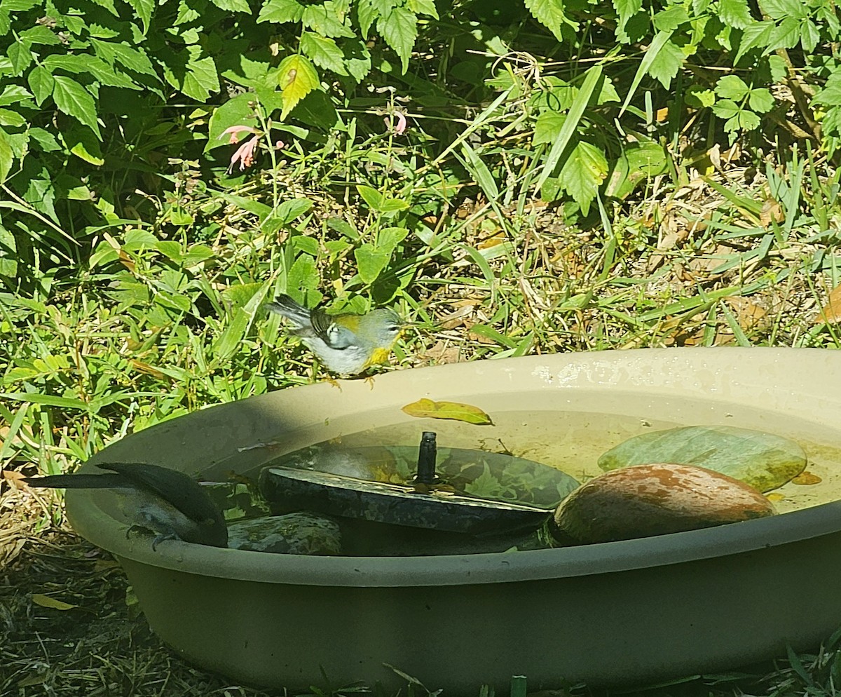 Очковая древесница - ML645452832