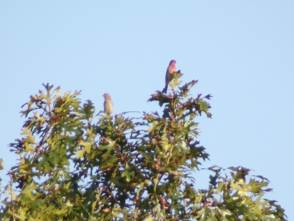 House Finch - ML645452840