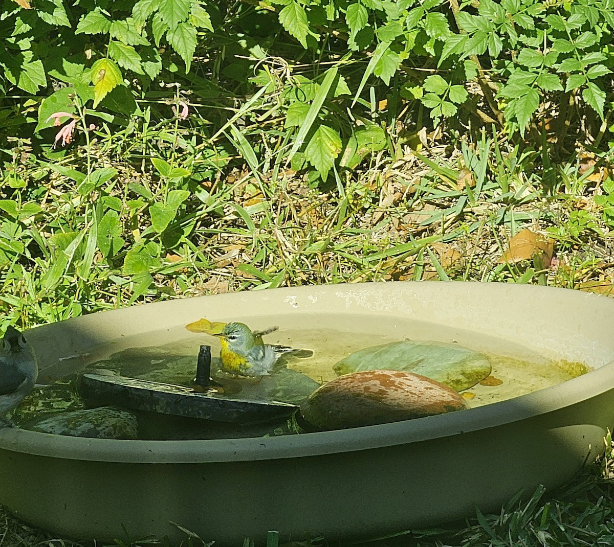 Очковая древесница - ML645452844