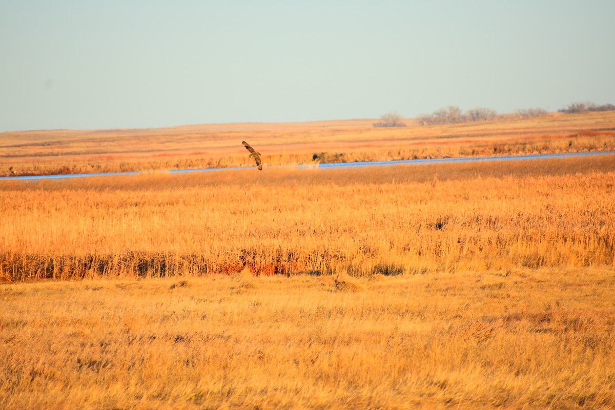 コミミズク（flammeus） - ML645452861