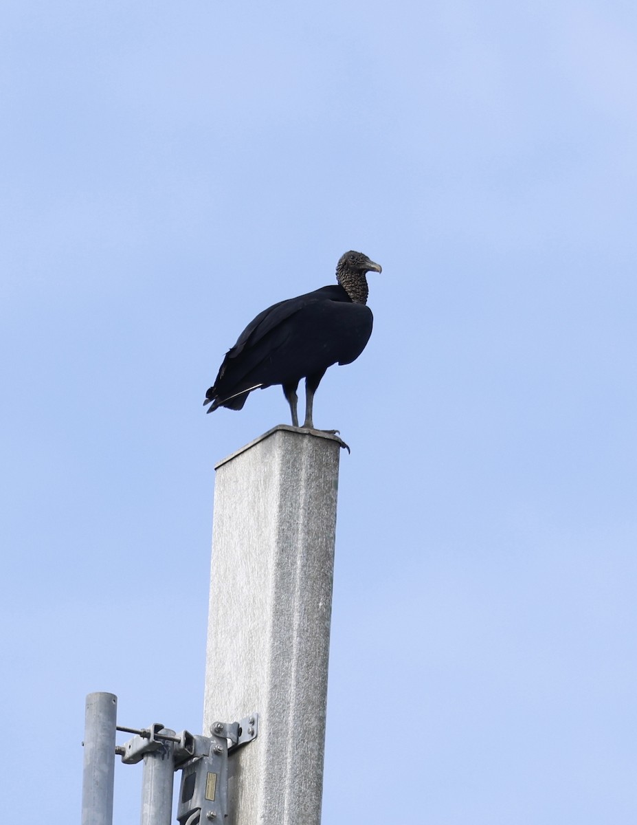 Black Vulture - ML645452864