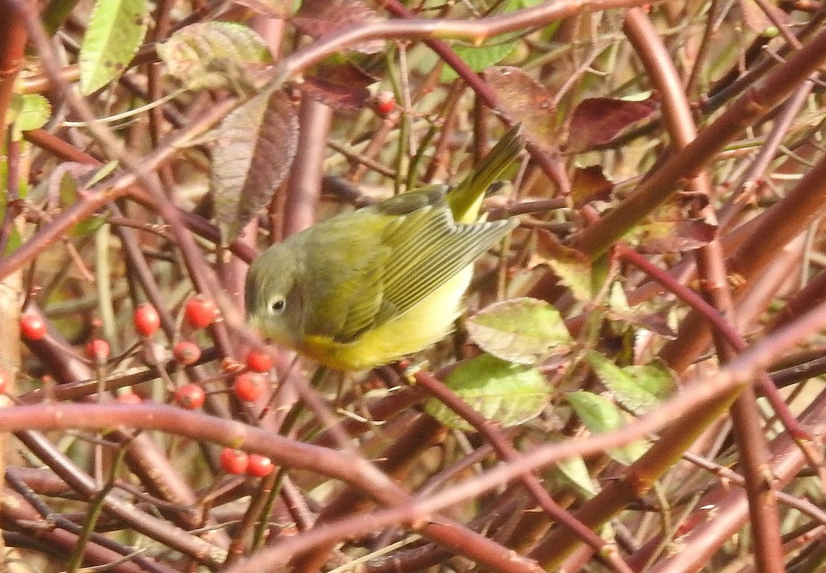 Naşvil Ötleğeni - ML645452865