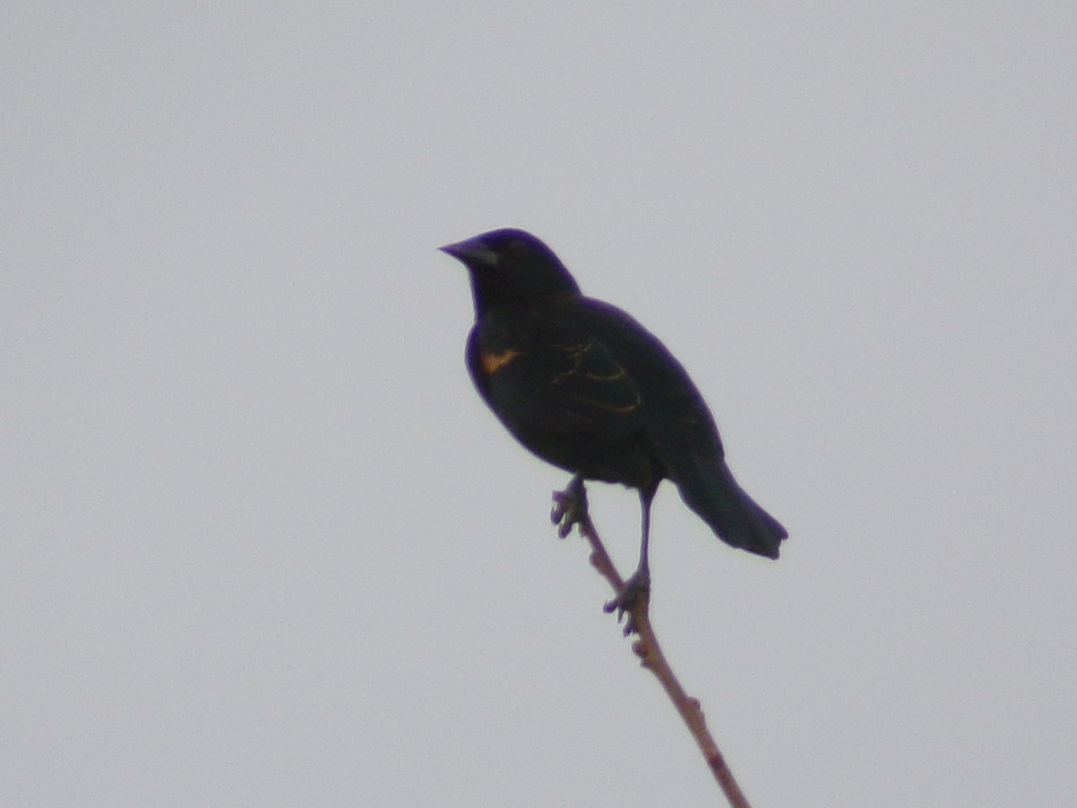 Red-winged Blackbird - ML645452869