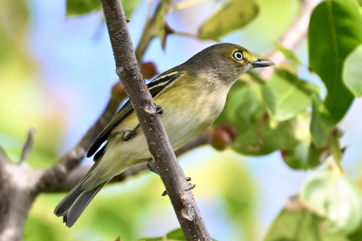 White-eyed Vireo - ML645452870