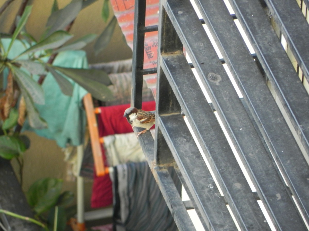 House Sparrow - ML645452873