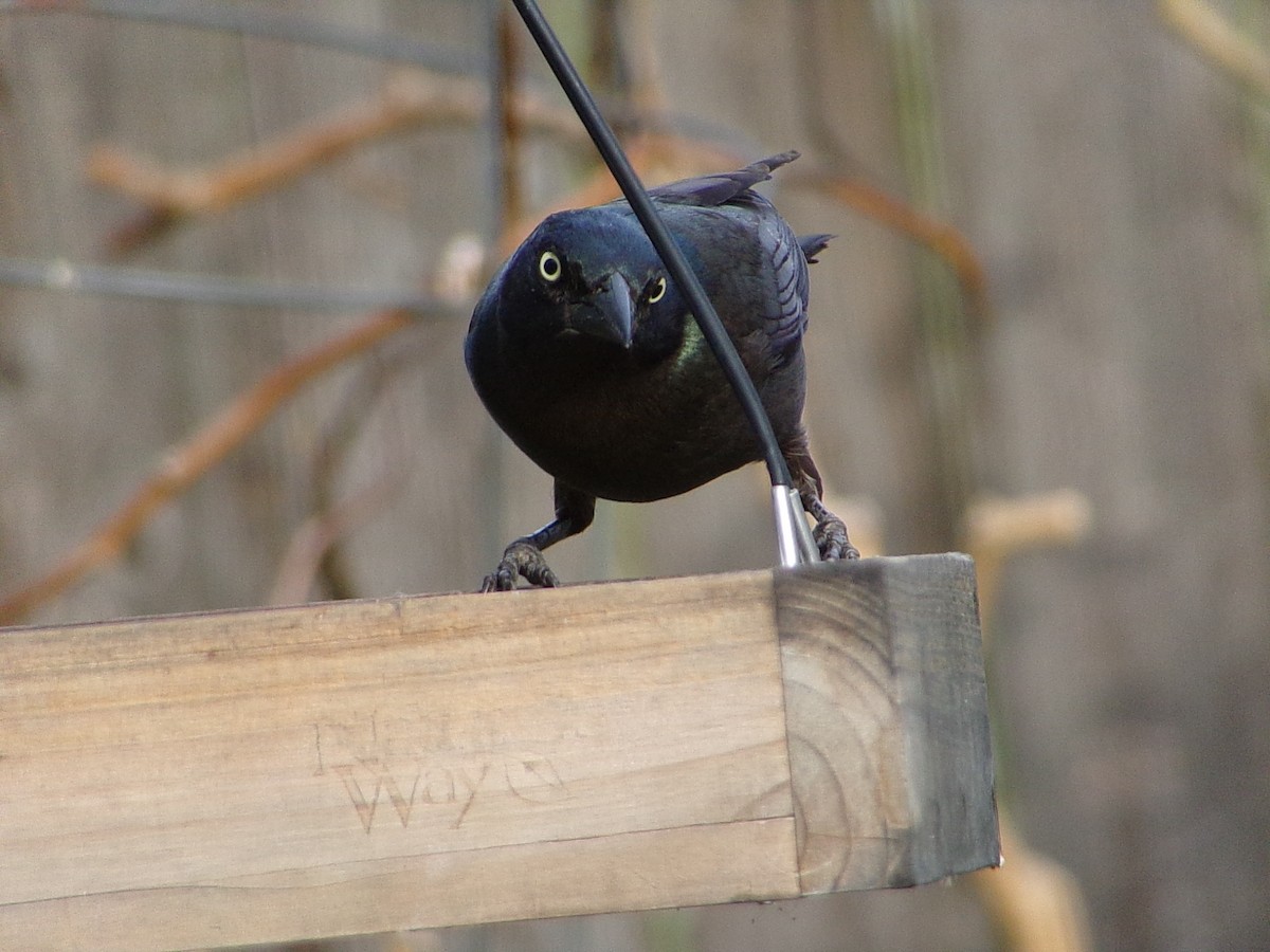 Common Grackle - ML645452874