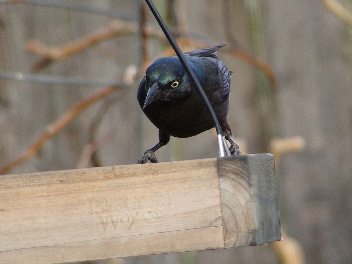 Common Grackle - ML645452875