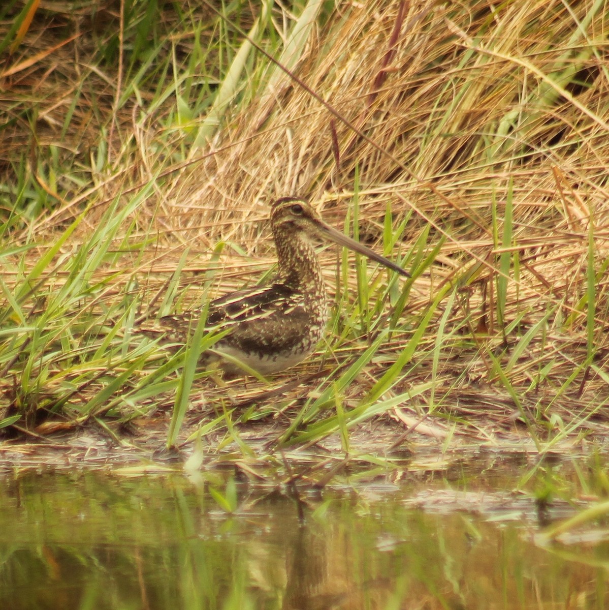 Pantanal Snipe - ML645452878