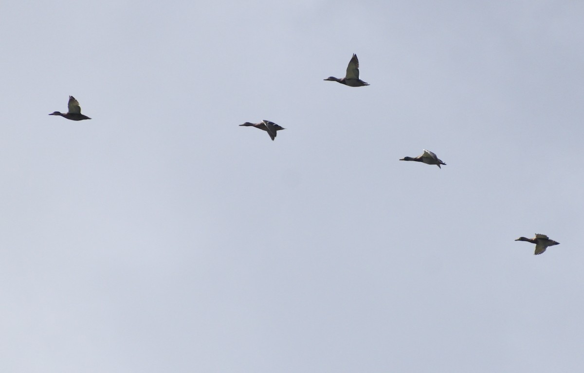 Mallard - ML645452881