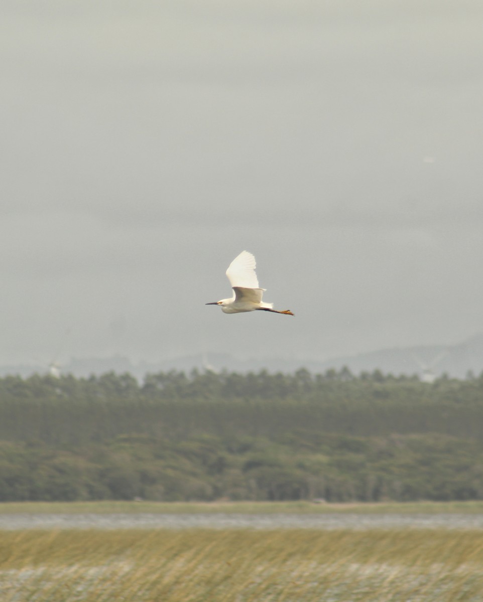 Snowy Egret - ML645452882