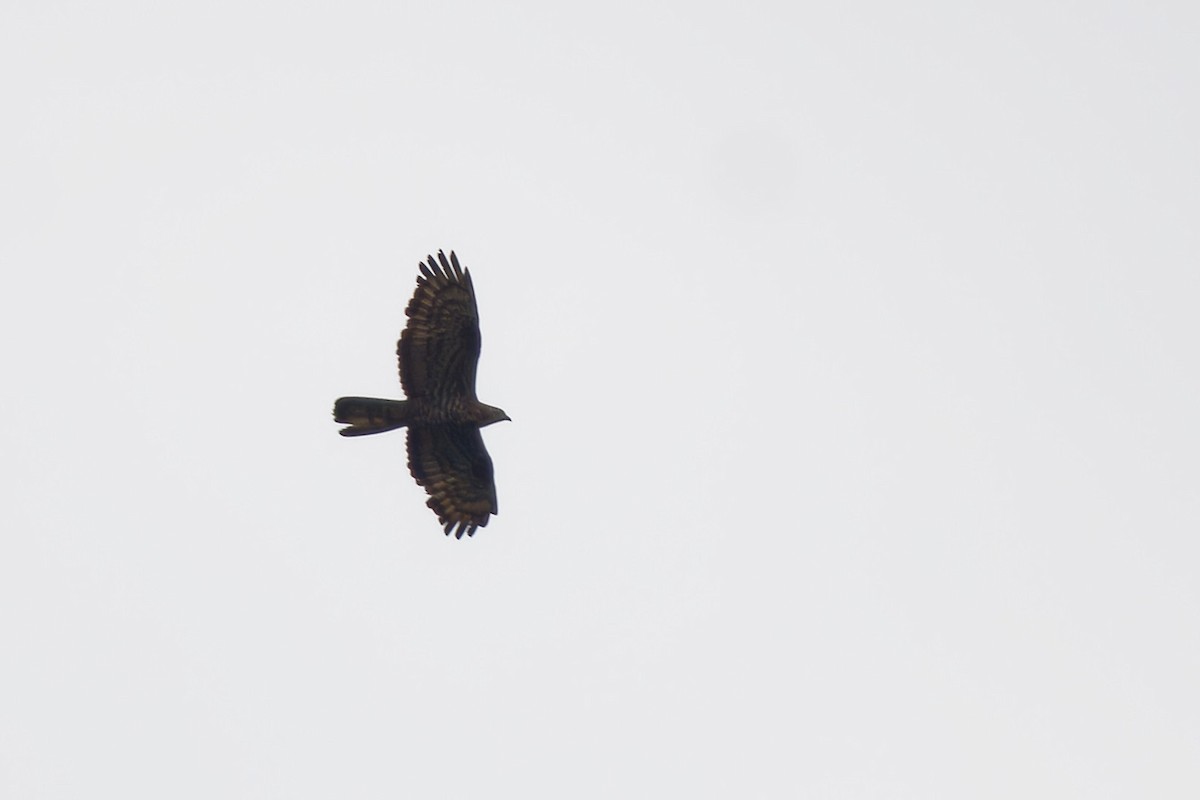 European Honey-buzzard - ML645452883
