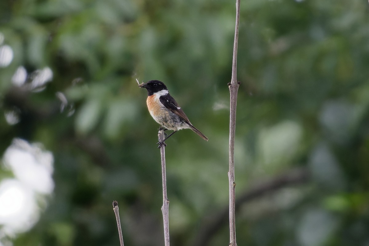 European Stonechat - ML645452884