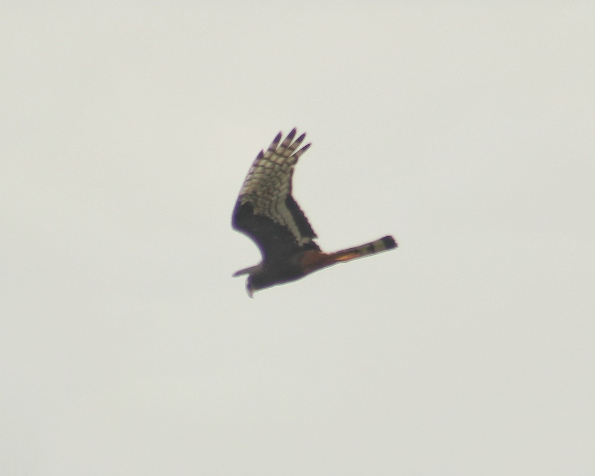 Long-winged Harrier - ML645452887