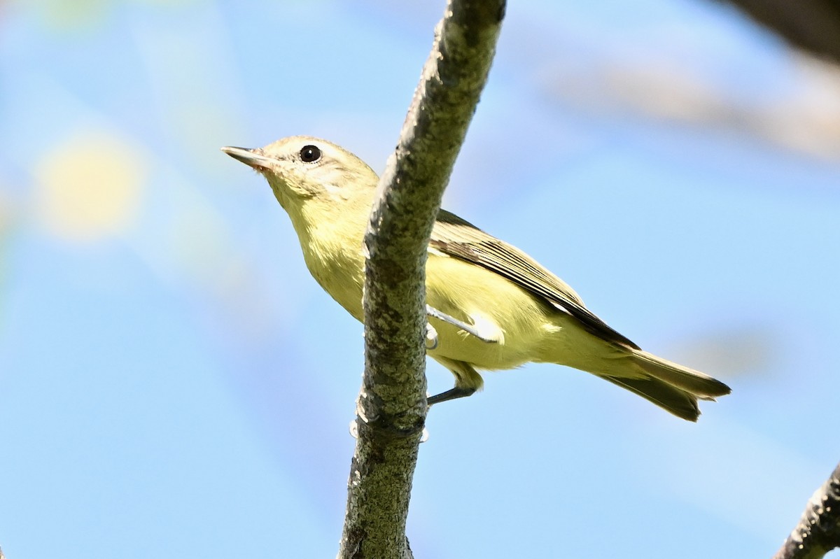 Bireo filadelfiarra - ML645452889