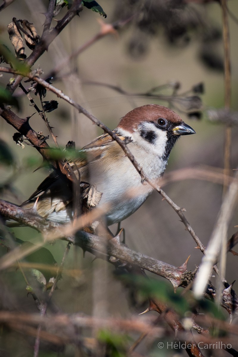 Eurasian Tree Sparrow - ML645452890