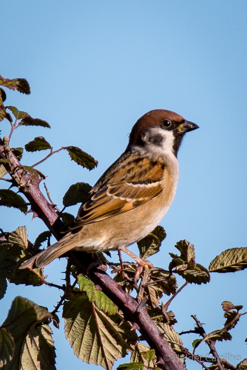 Eurasian Tree Sparrow - ML645452891