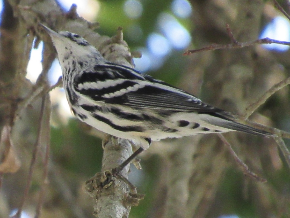 Black-and-white Warbler - ML645452892