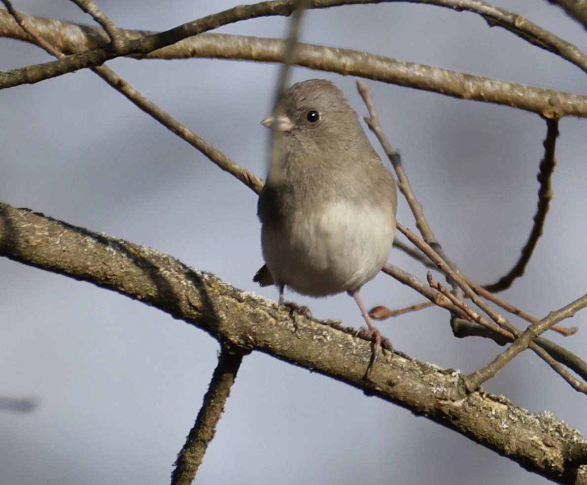 Dark-eyed Junco - ML645452893