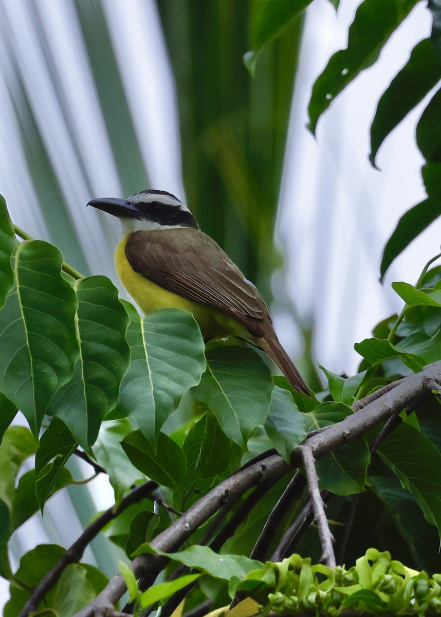 Boat-billed Flycatcher - ML645452894