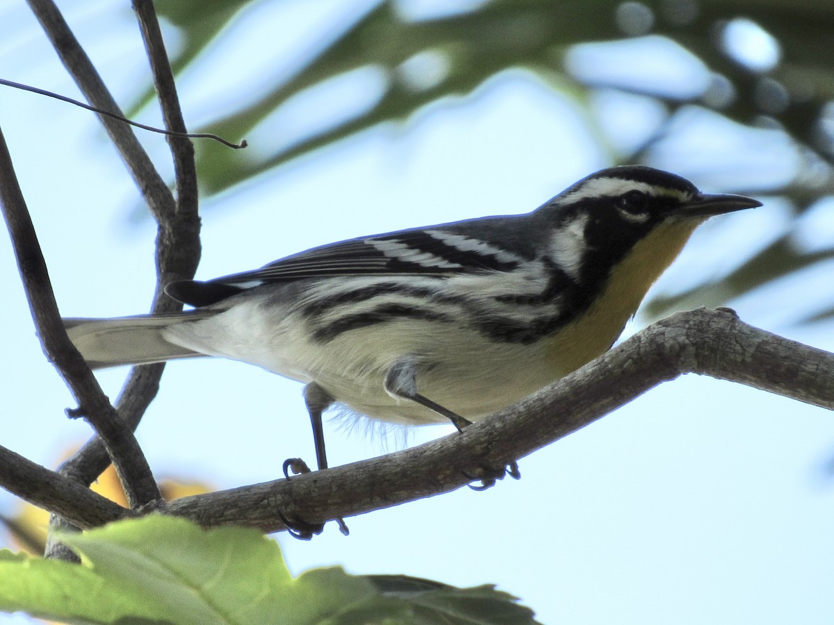 Yellow-throated Warbler - ML645452895
