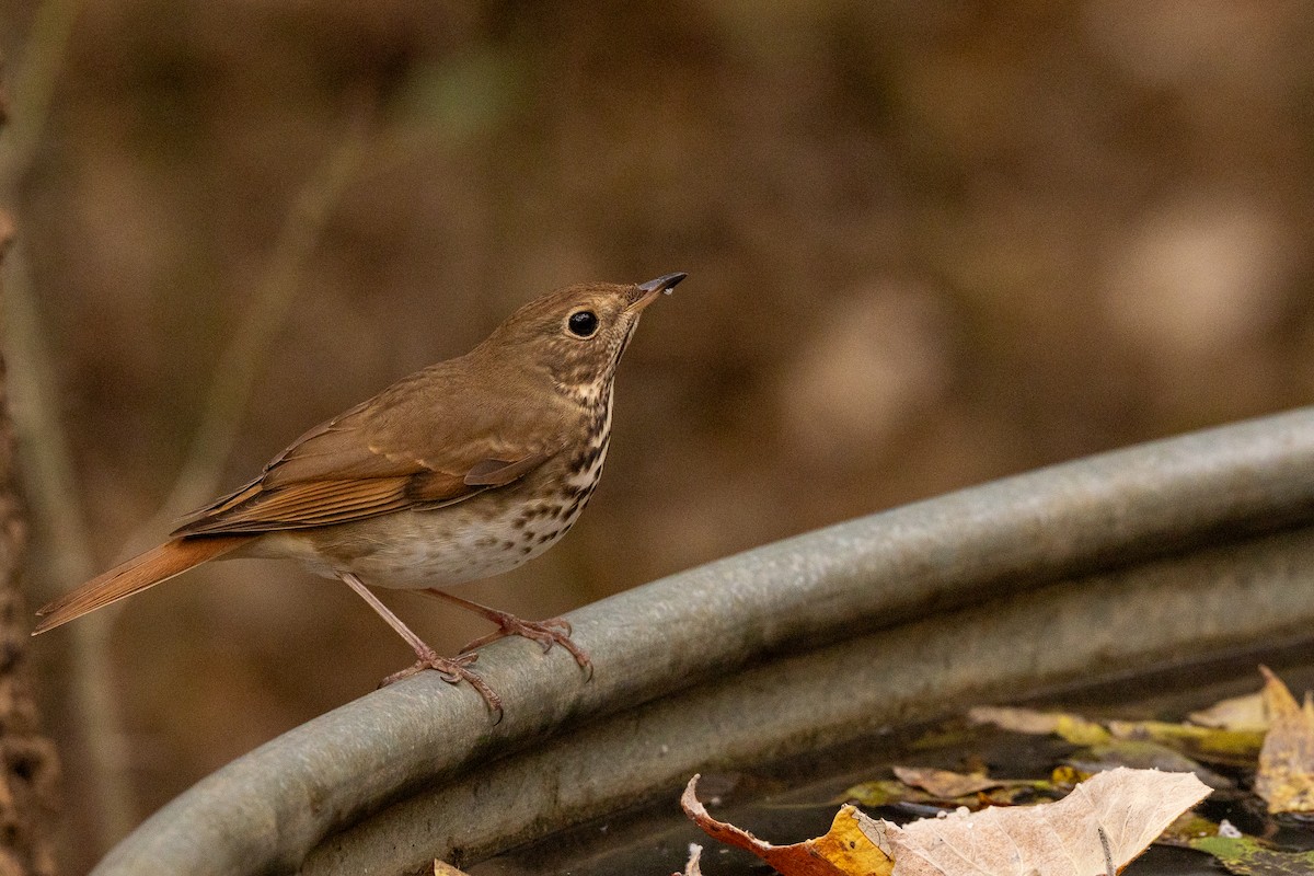 Hermit Thrush - ML645452896