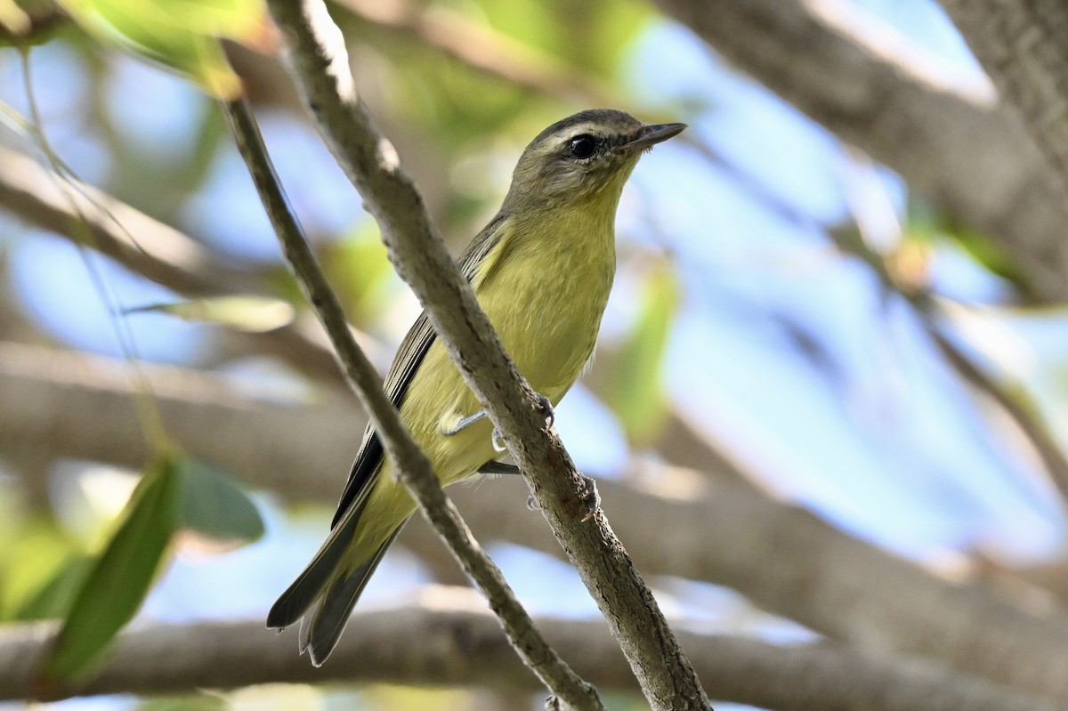 Bireo filadelfiarra - ML645452898