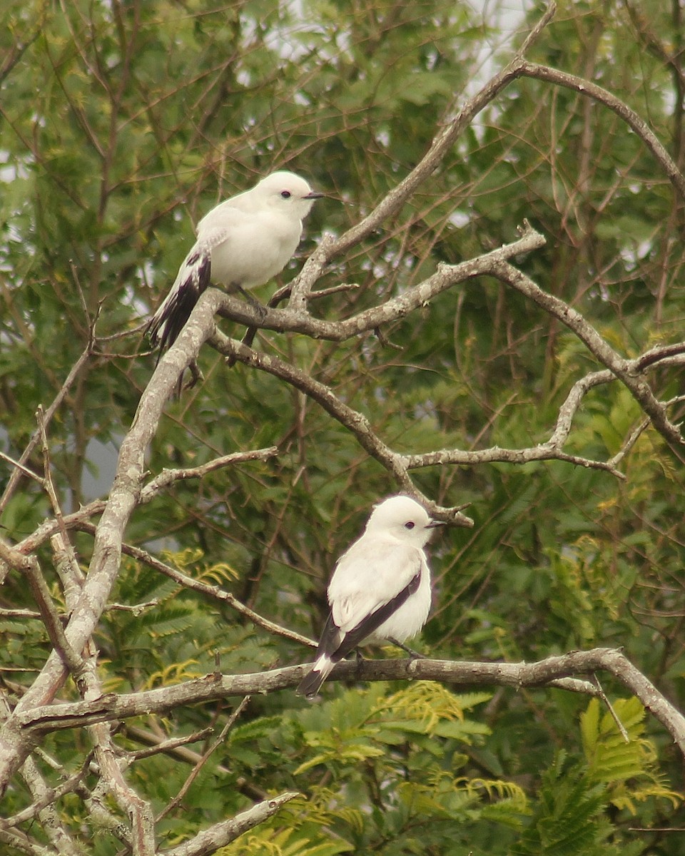 White Monjita - ML645452900