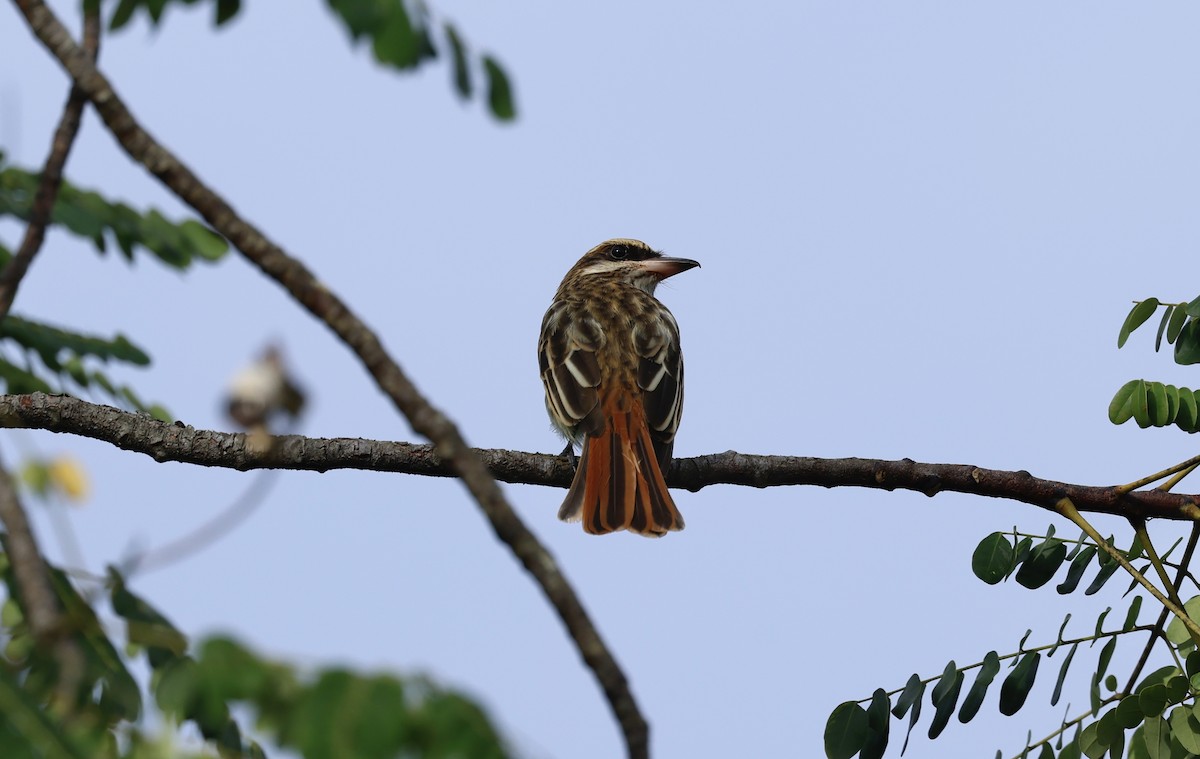 Streaked Flycatcher - ML645452901