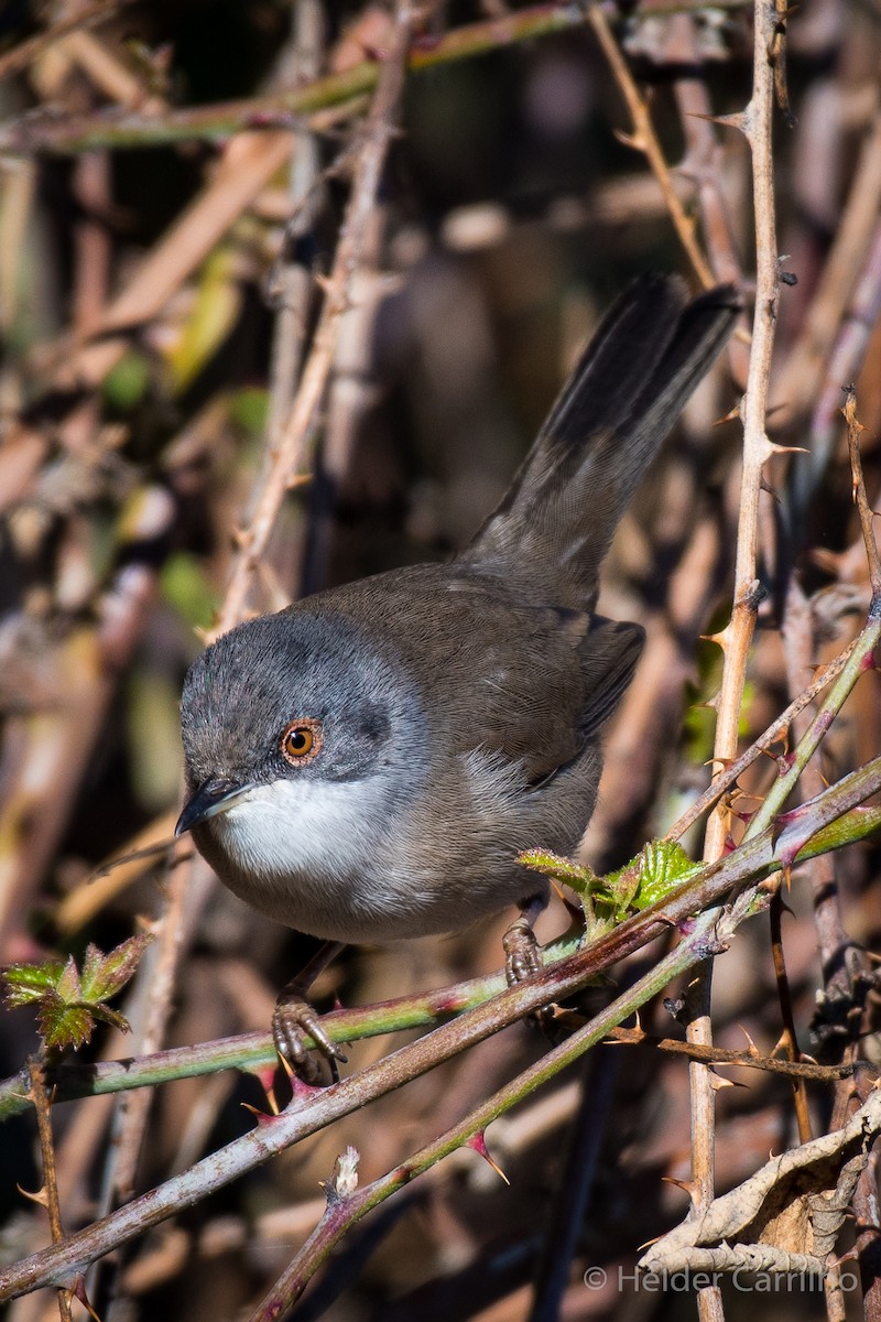 Sardinian Warbler - ML645452902