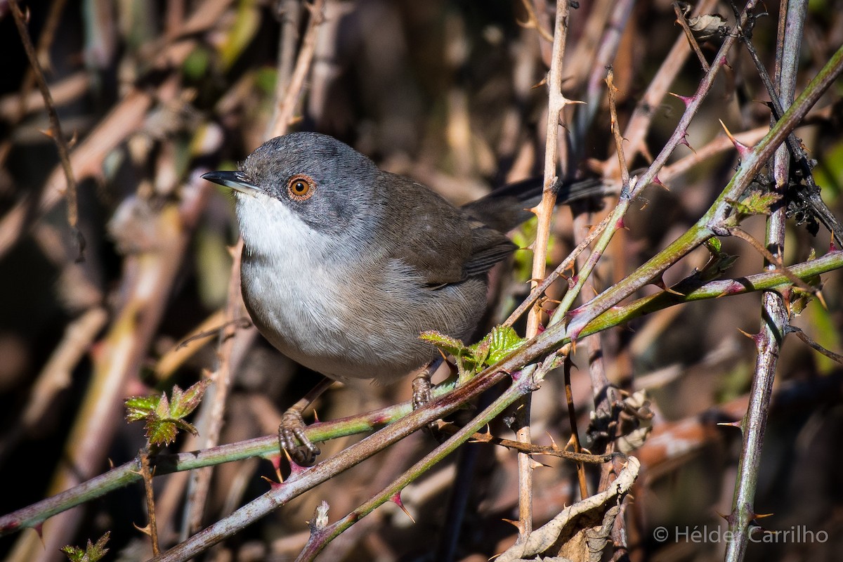 Sardinian Warbler - ML645452903