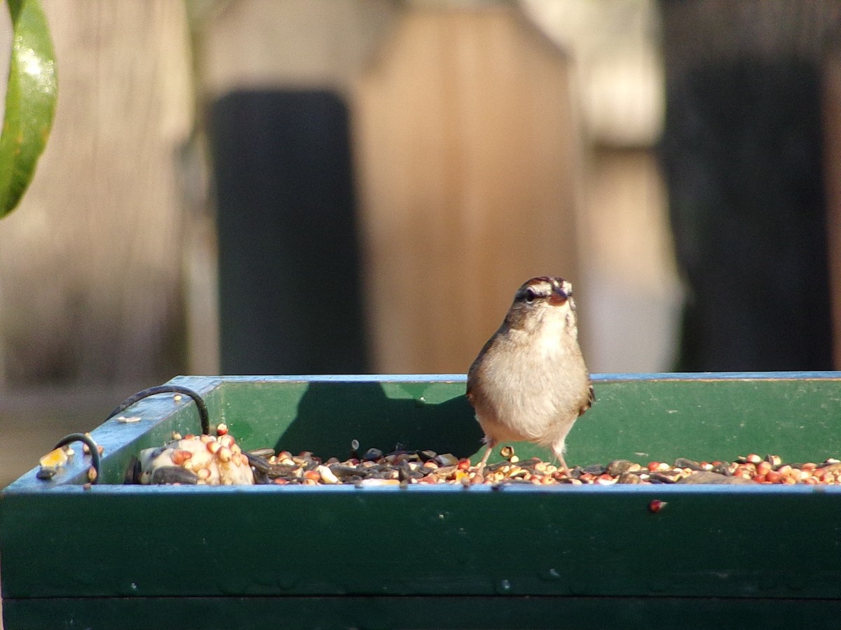 Chipping Sparrow - ML645452904