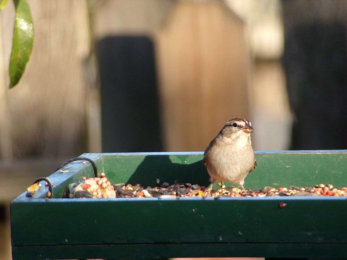 Chipping Sparrow - ML645452905