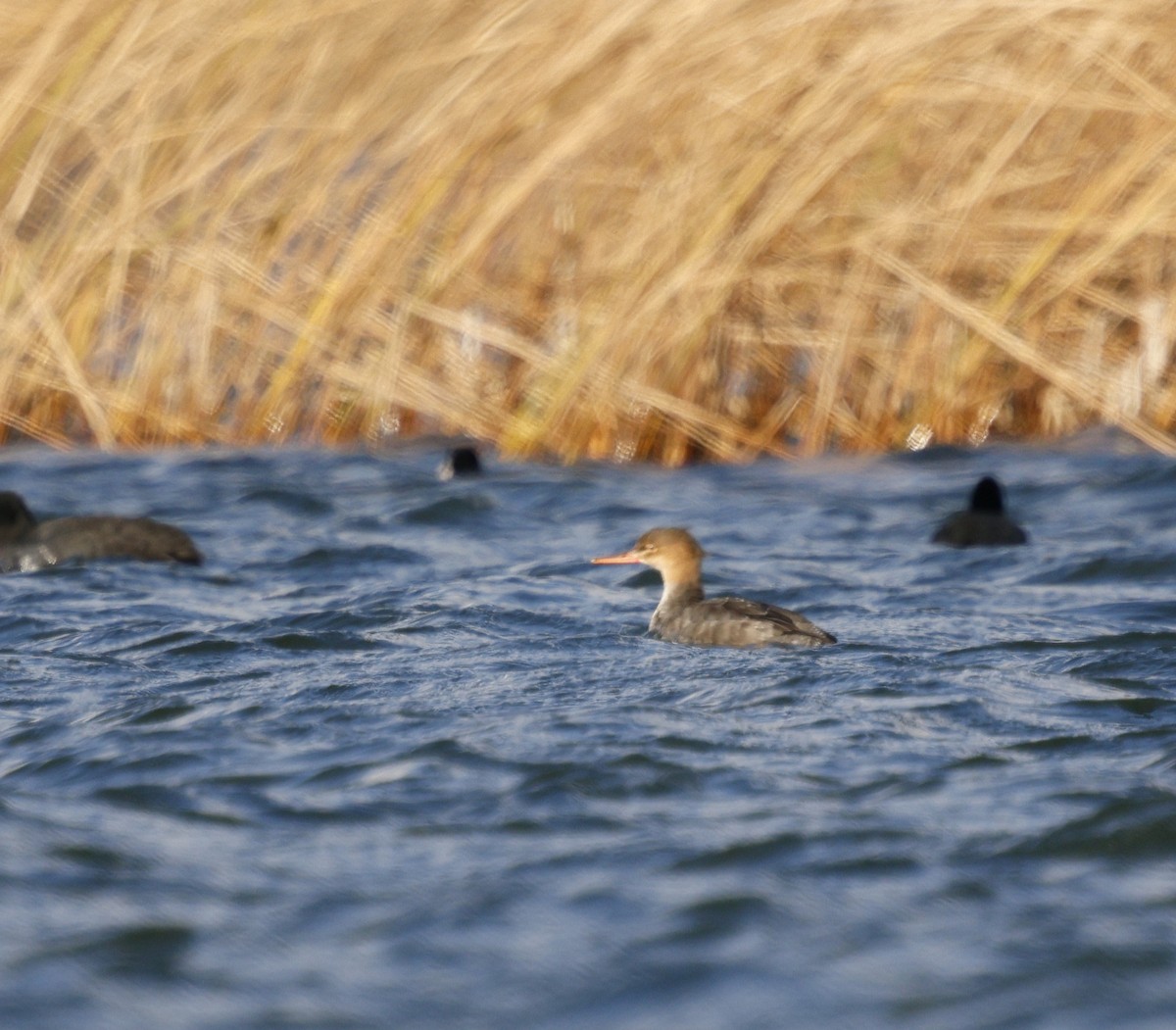 Red-breasted Merganser - ML645452908