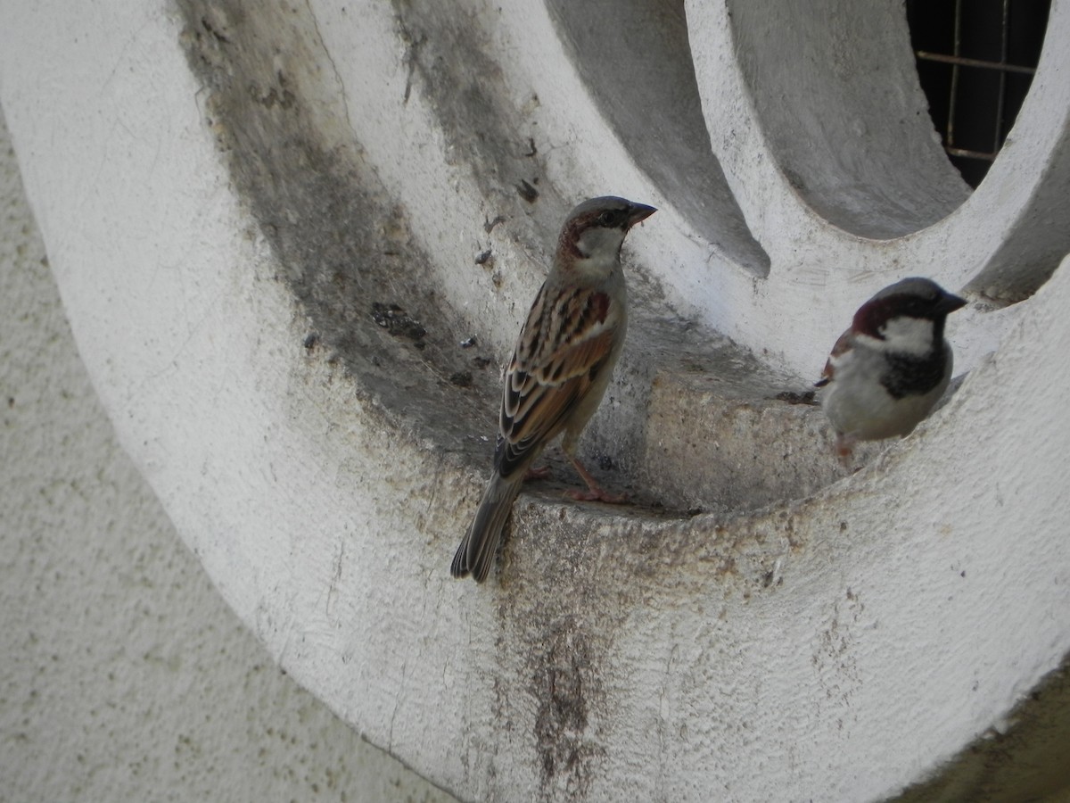 House Sparrow - ML645452909