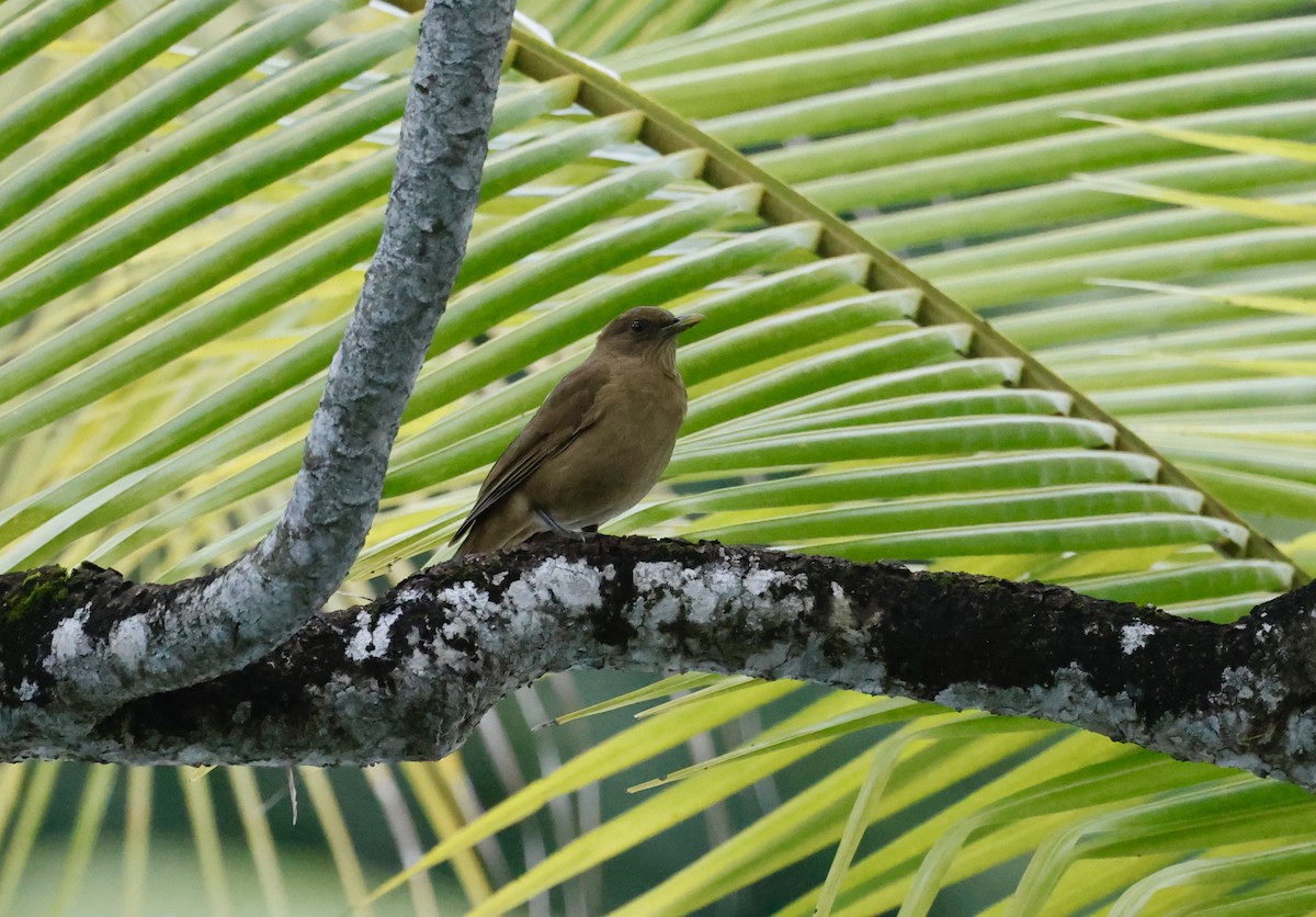 Clay-colored Thrush - ML645452910