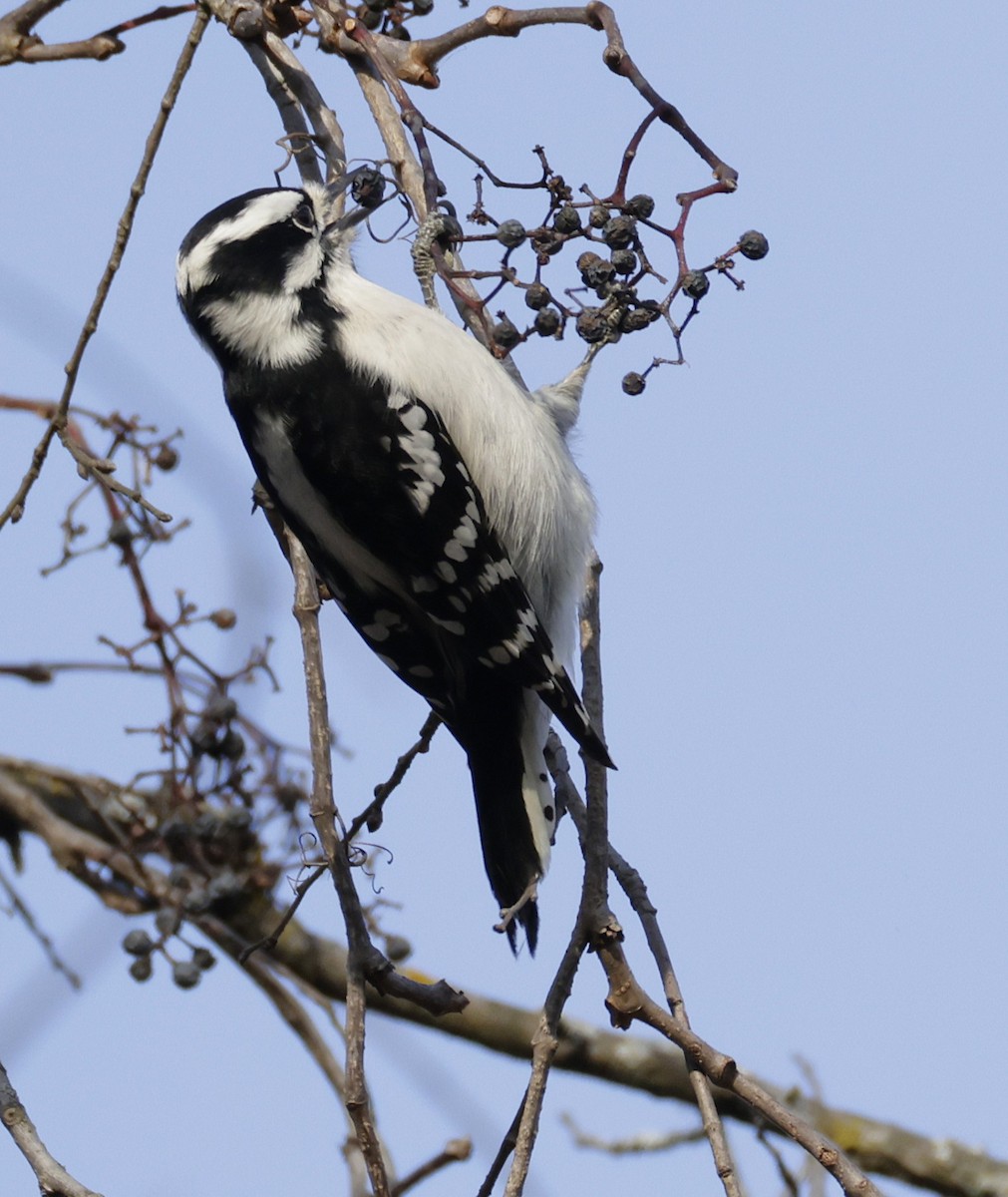 Downy Woodpecker - ML645452911