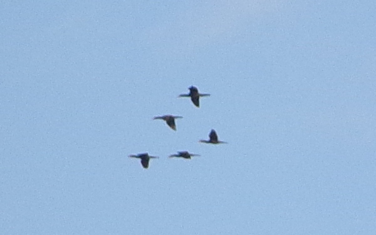 Neotropic Cormorant - ML645452912