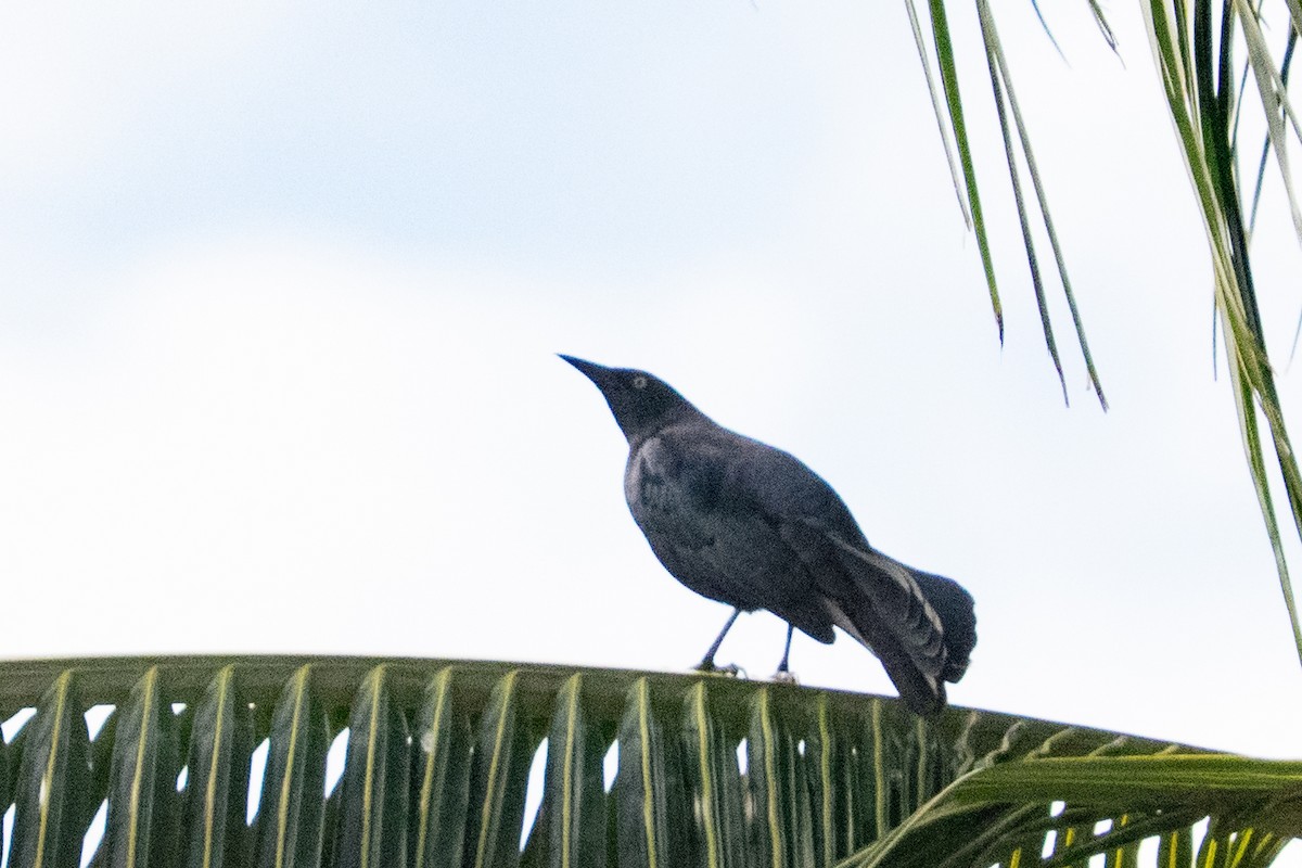 Greater Antillean Grackle - ML645452913