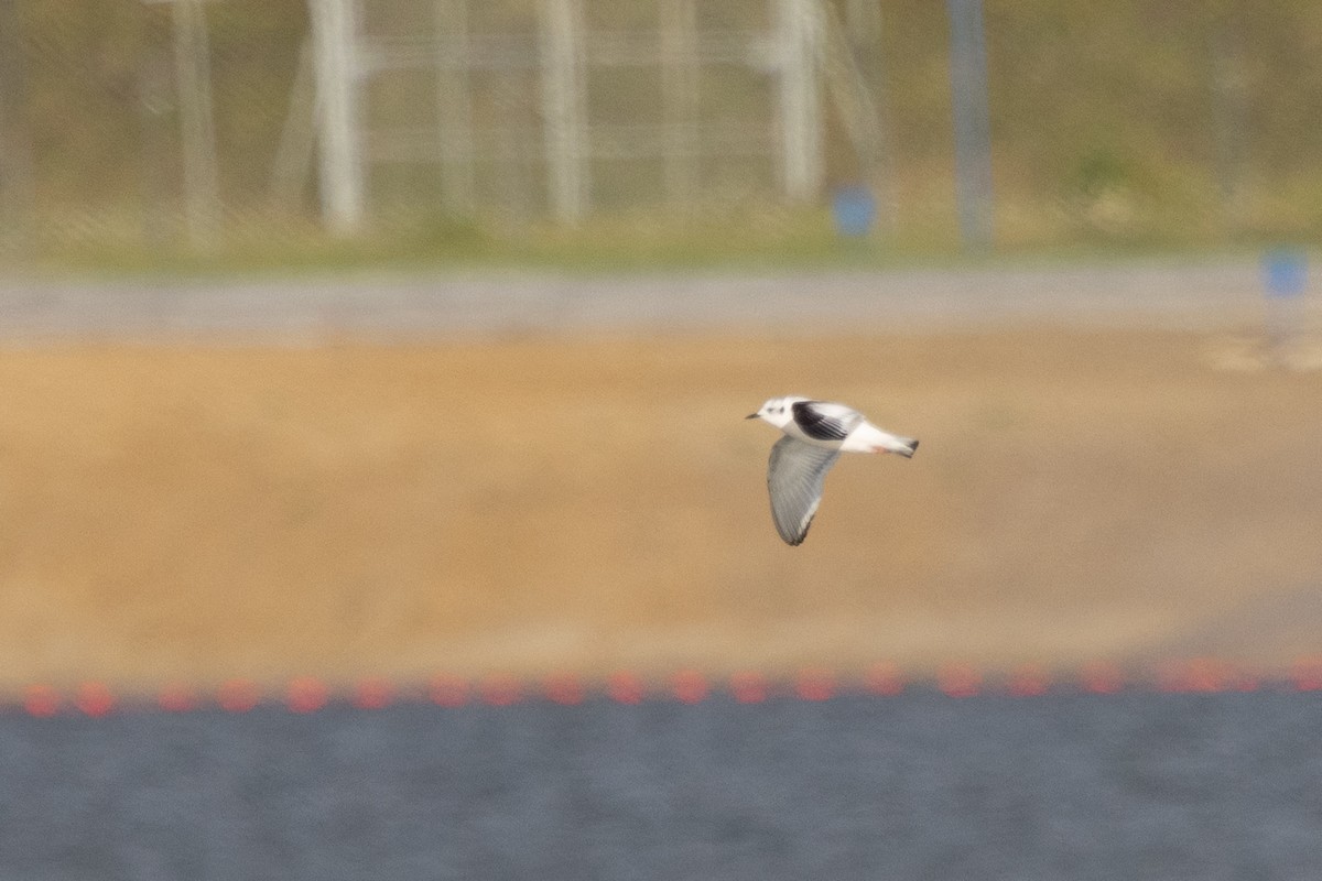 Little Gull - ML645452914