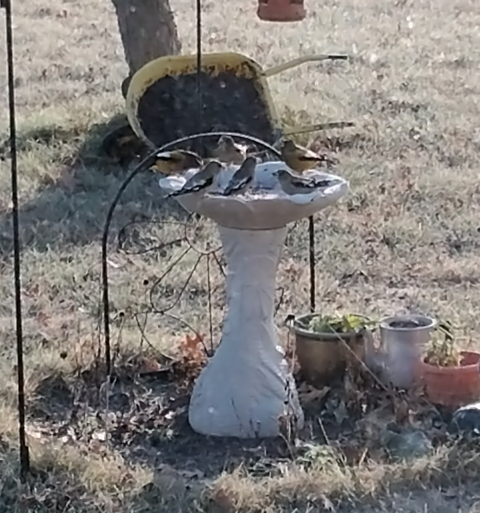 Evening Grosbeak - ML645452919