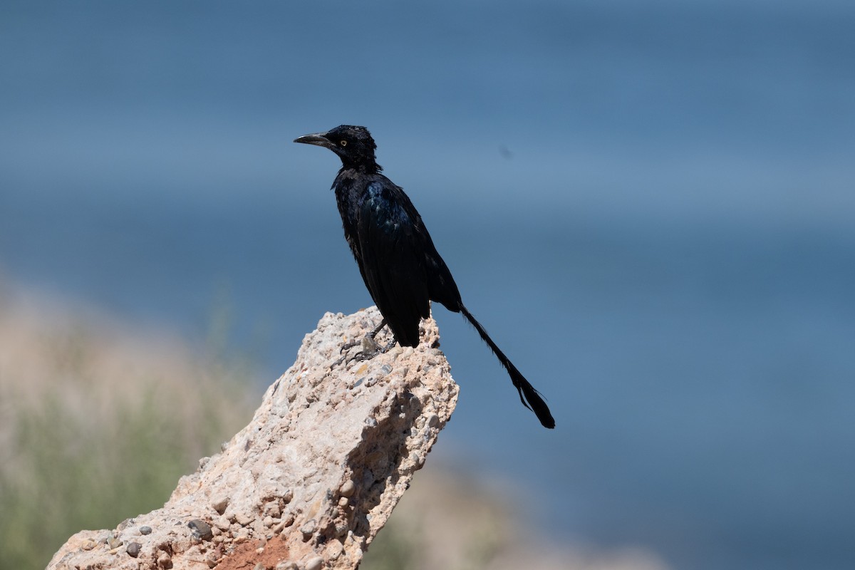Great-tailed Grackle - ML645452920