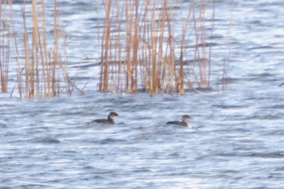 Red-necked Grebe - ML645452921