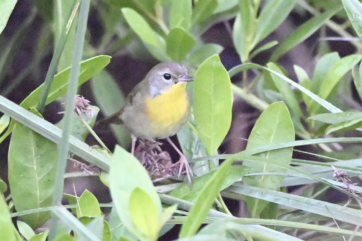 Common Yellowthroat - ML645452923