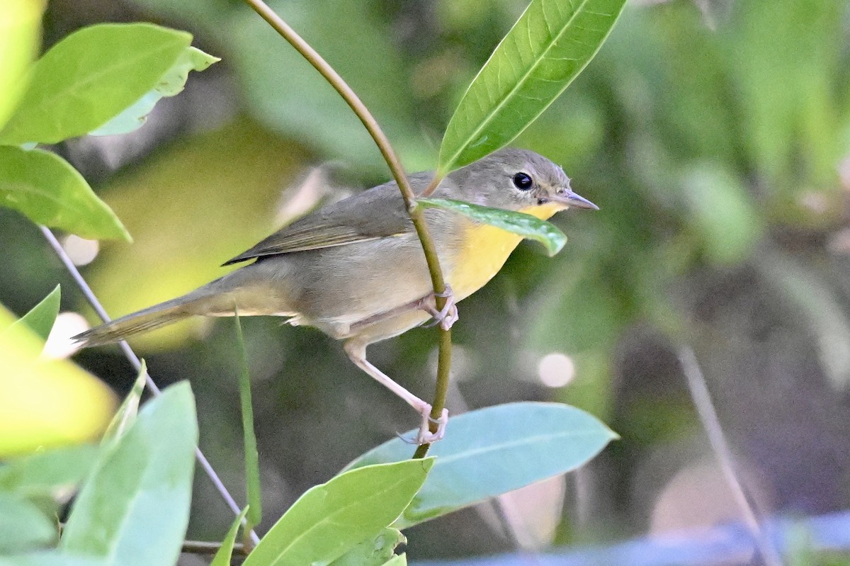 Common Yellowthroat - ML645452924
